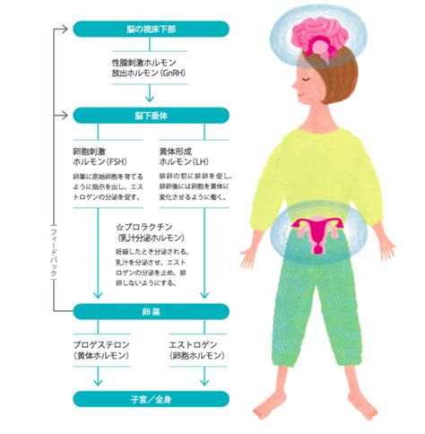 エストロゲン (女性ホルモン）と男性の関わり